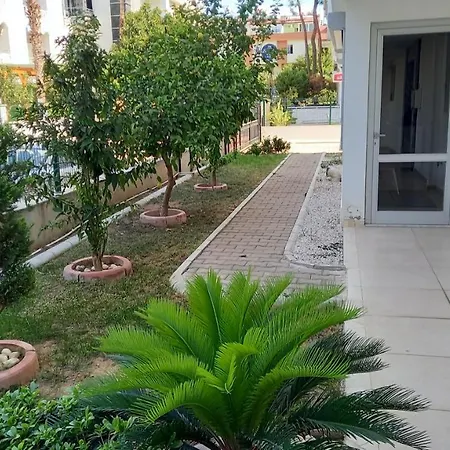 Mango *